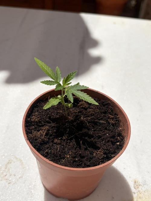My mom think this is a tomatoe seed lol. Week 3