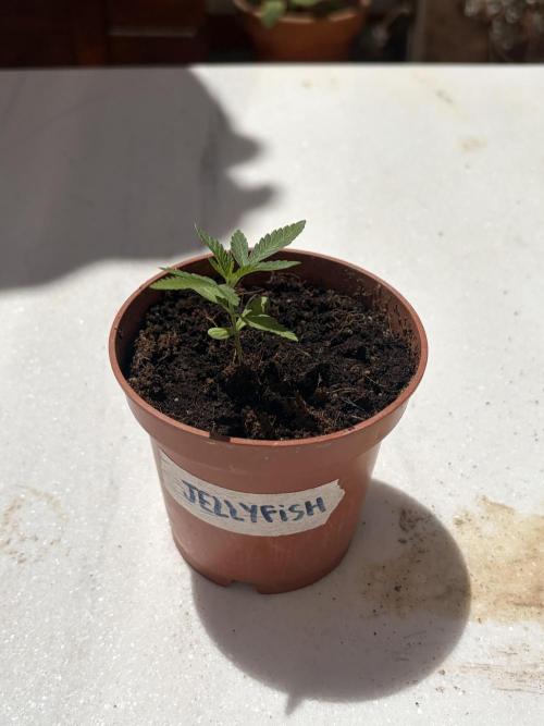 My mom think this is a tomatoe seed lol. Week 3