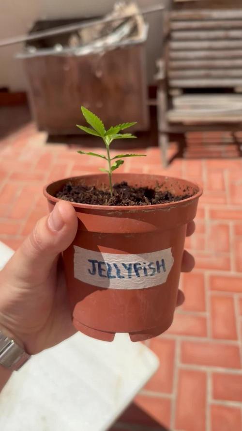 My mom think this is a tomatoe seed lol