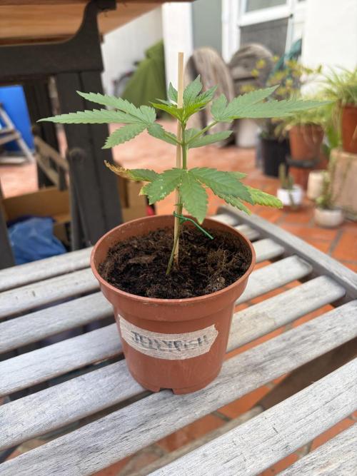 My mom think this is a tomatoe seed lol. Week 5