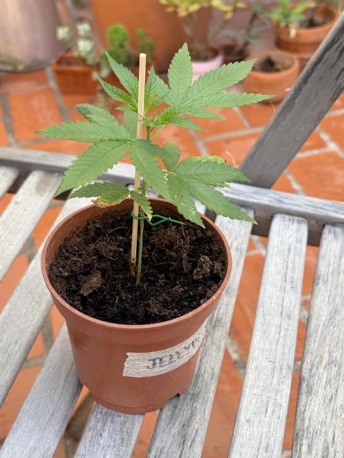My mom think this is a tomatoe seed lol. Week 5