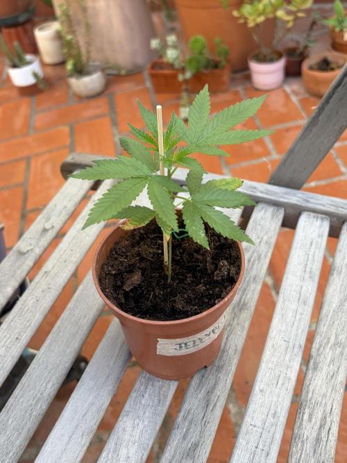 My mom think this is a tomatoe seed lol. Week 5