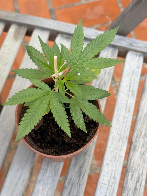 My mom think this is a tomatoe seed lol. Week 5