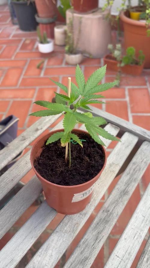 My mom think this is a tomatoe seed lol