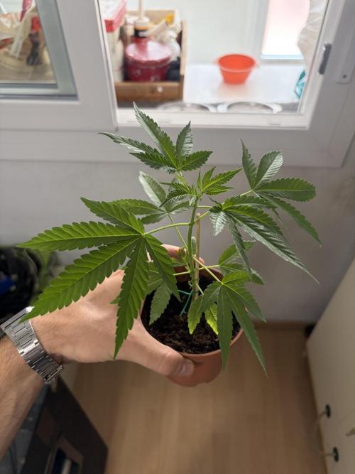 My mom think this is a tomatoe seed lol. Week 6