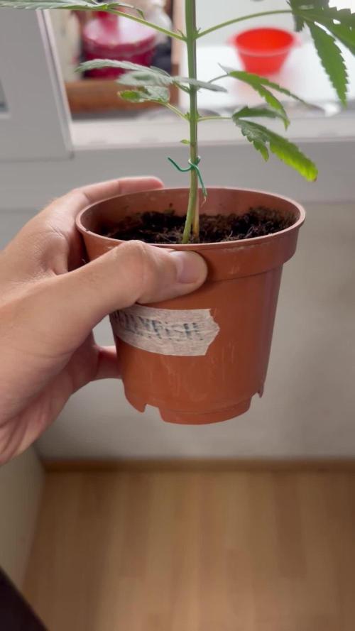 My mom think this is a tomatoe seed lol
