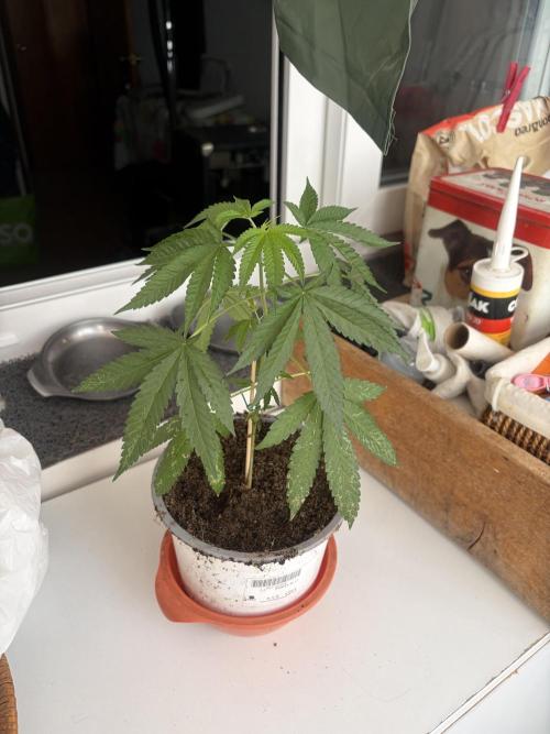 My mom think this is a tomatoe seed lol. Week 8