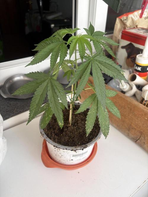 My mom think this is a tomatoe seed lol. Week 8