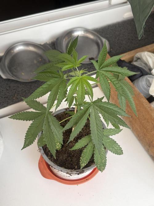 My mom think this is a tomatoe seed lol. Week 8