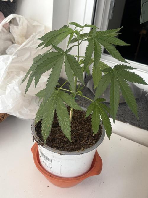 My mom think this is a tomatoe seed lol. Week 8
