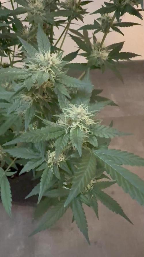 🍋🍒🍪 Indoor
