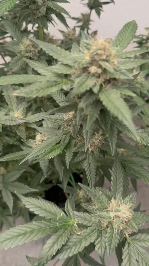 🍋🍒🍪 Indoor