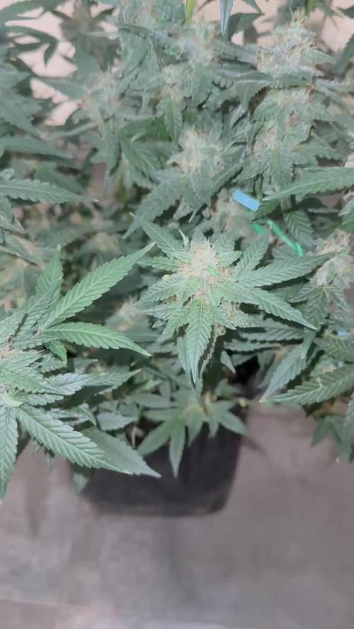 🍋🍒🍪 Indoor