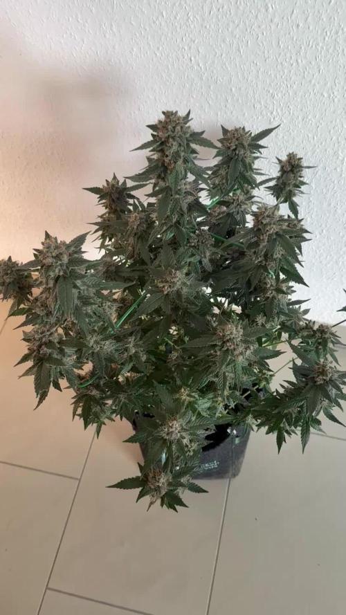 🍋🍒🍪 Indoor