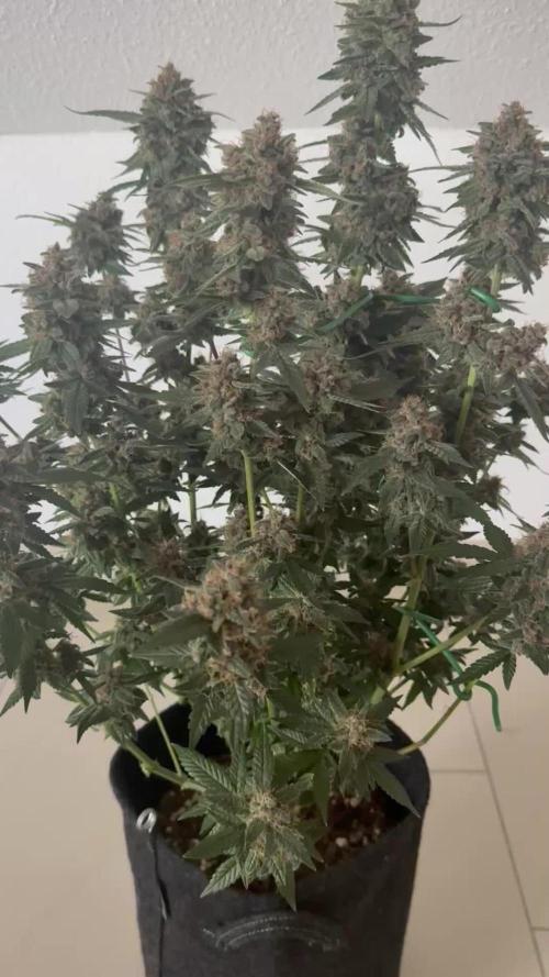 🍋🍒🍪 Indoor