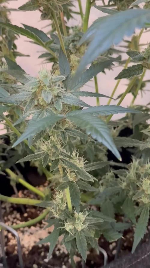 🦍🥊 Indoor
