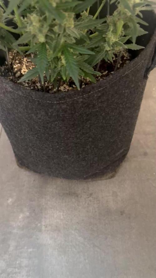 🦍🥊 Indoor