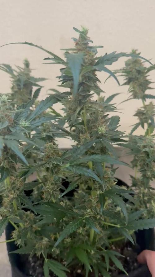 🦍🍬 Indoor