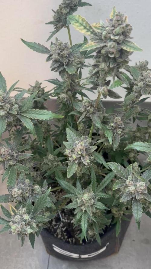 🦍🥊 Indoor