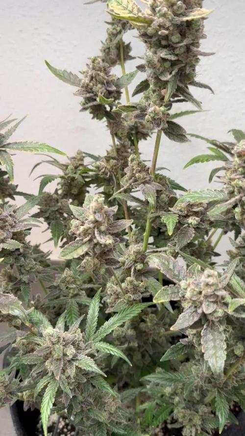 🦍🥊 Indoor