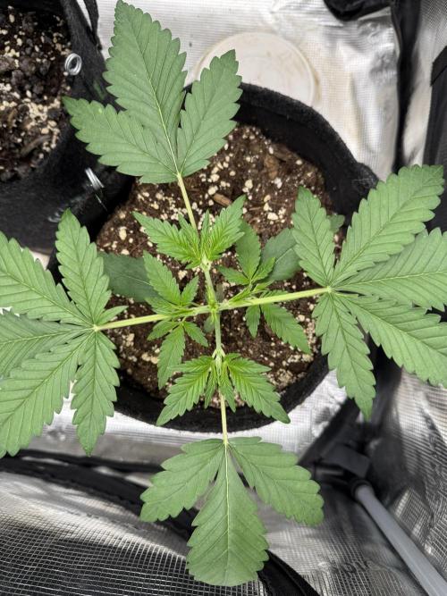 👿🐇 Indoor. Week 3