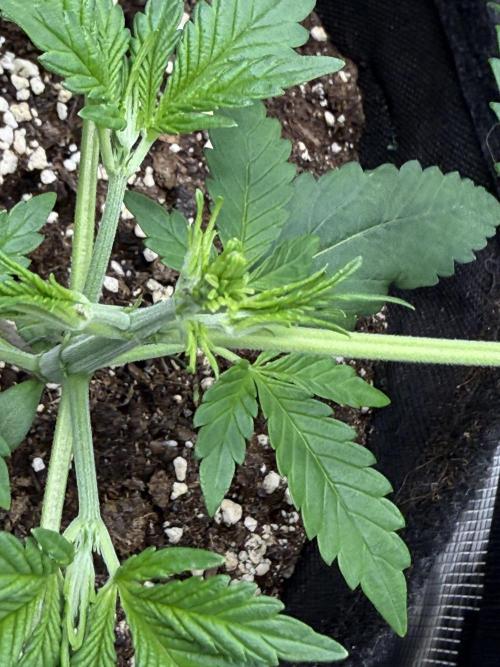 👿🐇 Indoor. Week 3