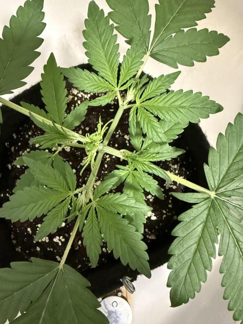 👿🐇 Indoor. Week 3