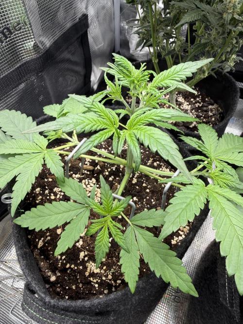 👿🐇 Indoor. Week 3