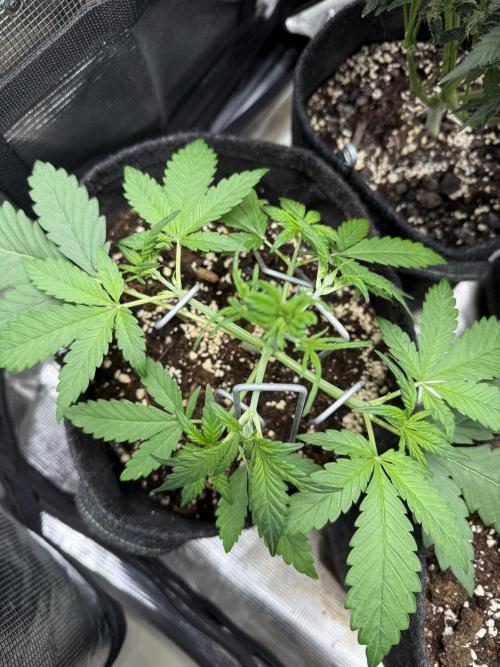 👿🐇 Indoor. Week 3