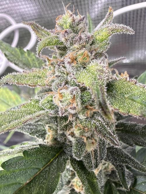 ☃️‼️Indoor. Week 10