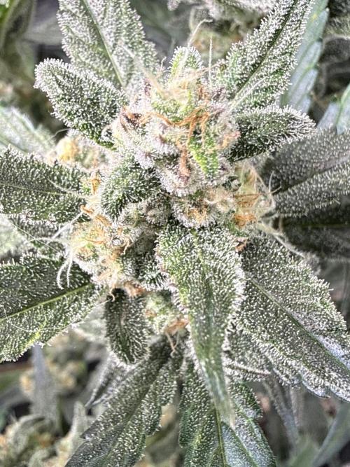 ☃️‼️Indoor. Week 10