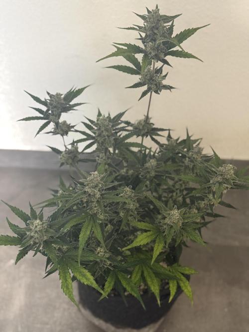 ☃️‼️Indoor. Week 10