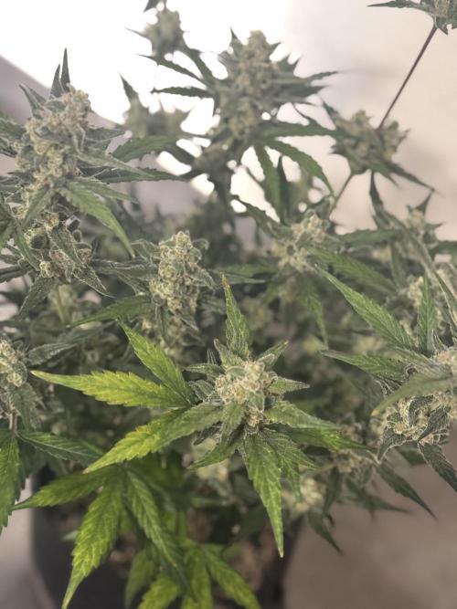 ☃️‼️Indoor. Week 10