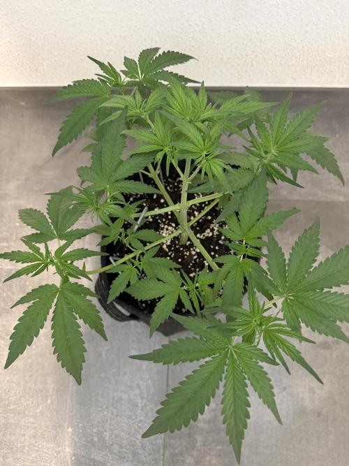 👿🐇 Indoor. Week 4