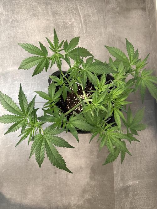 👿🐇 Indoor. Week 4