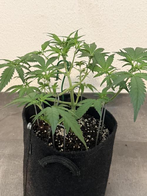 👿🐇 Indoor. Week 4