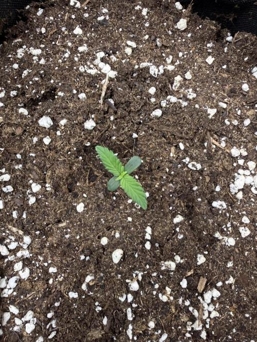 🍌😈🥊. Week 1