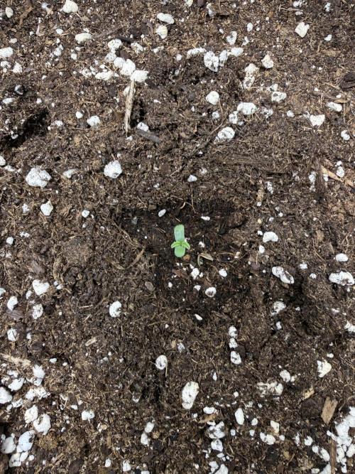 🍌😈🥊. Week 1