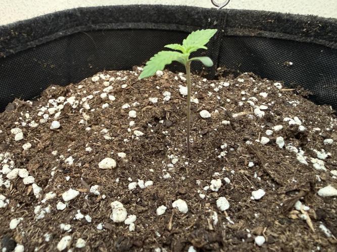 🍌😈🥊. Week 1