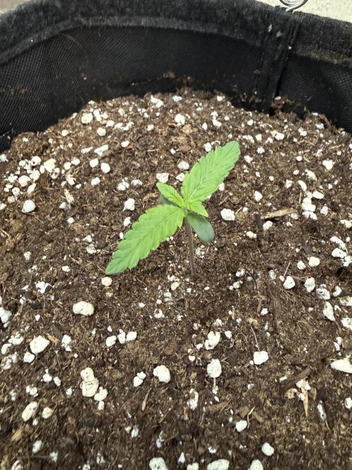 🍌😈🥊. Week 1