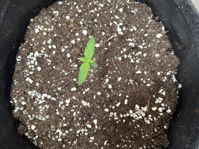 🍌😈🥊. Week 1