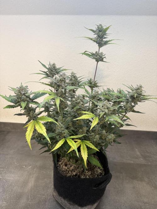 ☃️‼️Indoor. Week 11