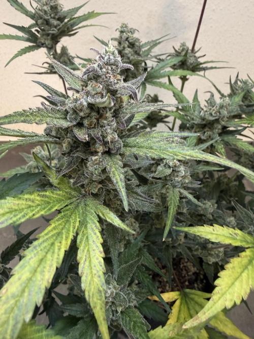 ☃️‼️Indoor. Week 11