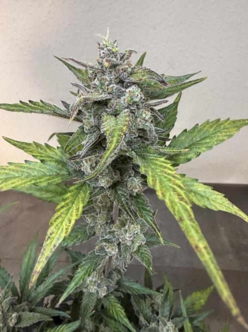 ☃️‼️Indoor. Week 11