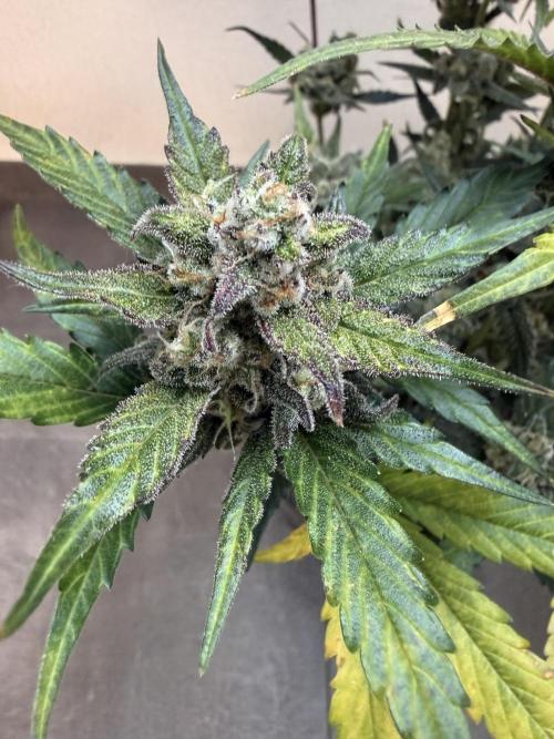 ☃️‼️Indoor. Week 11