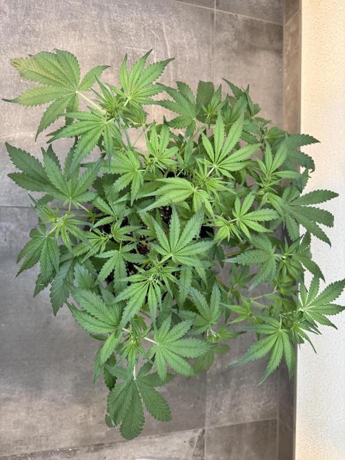 👿🐇 Indoor. Week 5