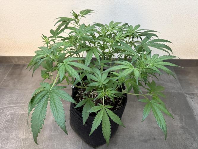 👿🐇 Indoor. Week 5