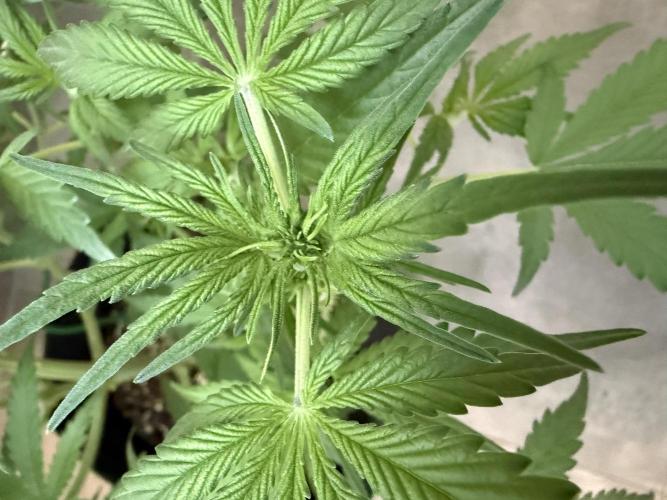 👿🐇 Indoor. Week 5