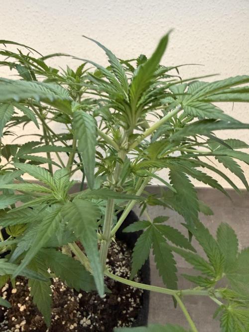 👿🐇 Indoor. Week 5