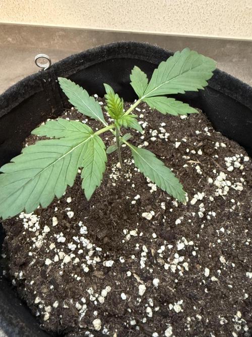 🍌😈🥊. Week 2